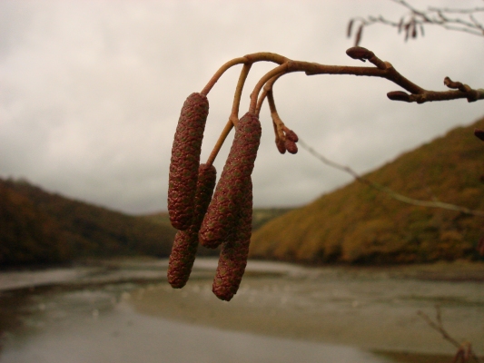 Catkins by Jonathan Boakes